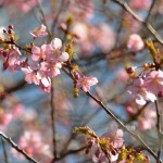 Ｓａｋｕｒａ