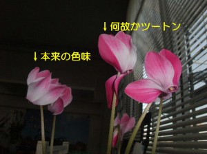 一つの鉢からガラ違い
