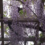 一番多のはやっぱりこの色。