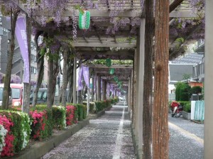 もう落花がはじまってる･･･