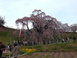 遠目には綺麗っちゃ綺麗。