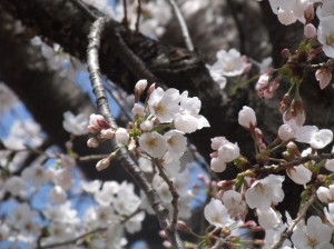 たまたまの一枚。
