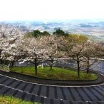 sakura2013