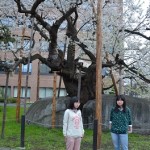 石割桜