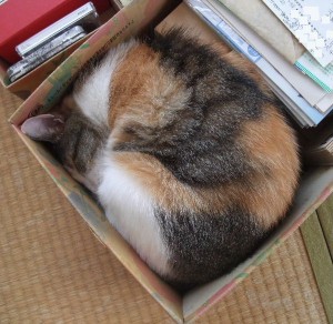 つついても起きやしない。