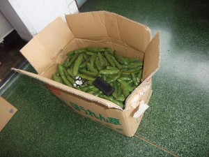 人が入れるくらい大きな段ボール･･･