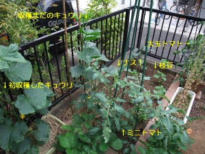 フェンスの外にアサガオとエンドウ豆･･･