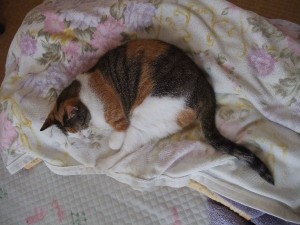 寝る寝る。