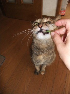 もっと寄越すにゃっ！