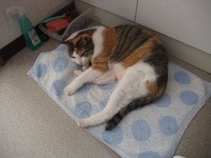 もっと大きいの寄越しなさい。
