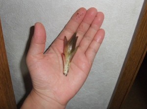チビチビ。