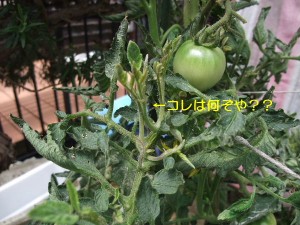 どう見ても「芽」･･･