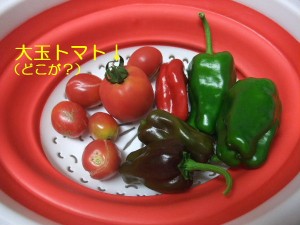 やっぱり育たなかったか・・・