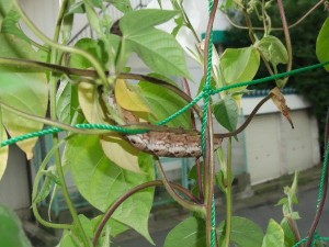 あああ・・・アサガオがボウズに・・・