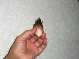 ぷっくぷく。
