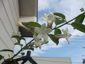 もぉ10月だがねー。