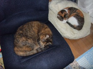 そして新月サンが泣く･･･
