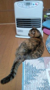 お前、鼻は乾かないのかい？