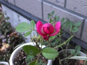 健気に咲こうとはしている。