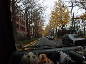大学前の通り。