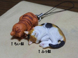 もうちょっと黒めの雉トラならなー。