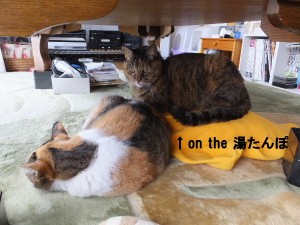 朝の定位置。