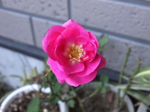 おぉ、一応バラだねぇ。
