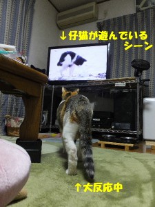未だかつてない反応。