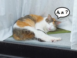 あ、起きちゃった。