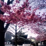 ひかんざくら