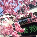 十月桜