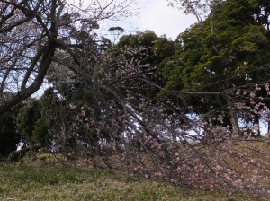 先月の雪が原因かな？