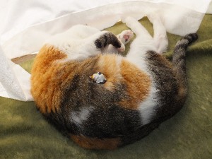 乗せても起きないし。