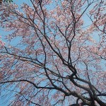 枝垂れ
