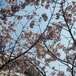 花見2