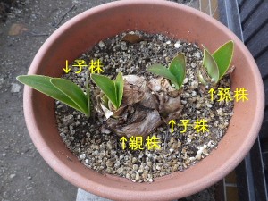 鉢が変形しとる。