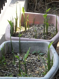 今年も大量収穫の予感。