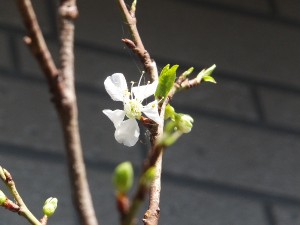思ったより小さかった。