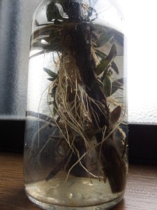 いいかげん土に植えんとな。