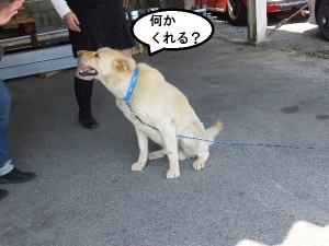 残念だが、みんな仕事に戻るのだよ。