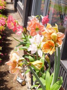 今年は植え替えするからなー。
