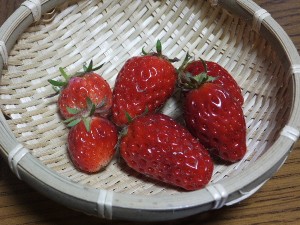 少ないけど、頑張った。