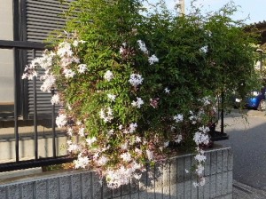いつもよりは控えめ。