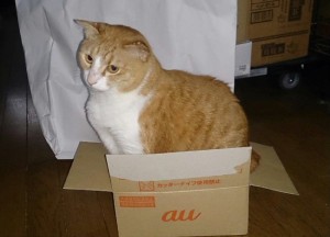 ・・・絶対無理だって。