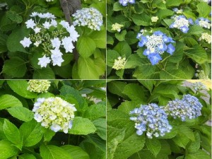 ぬ。青っぽいのしか写してなかった・・・