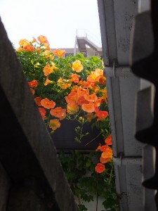 空が青ければ、もっと綺麗かも。