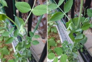 小っちゃい莢確認っ！