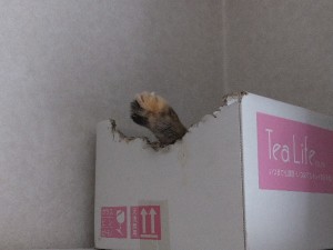 これは見たことない。