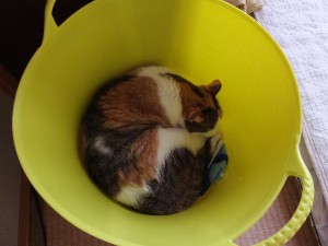 使えないではないか・・・
