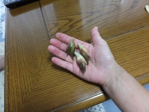トマトに続き、ちっちゃっ